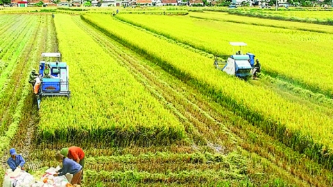 7 tháng đầu năm ngành nông nghiệp giải ngân vốn đầu tư 1.595 tỷ đồng