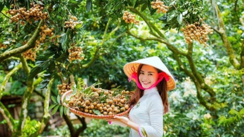 Tuần lễ nhãn Việt Nam tại Australia: Hàng chục tấn nhãn cập bến thị trường Australia