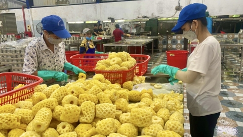 Có thêm 03 vùng sản xuất tại Thanh Hoá được cấp giấy xác nhận mã số vùng trồng
