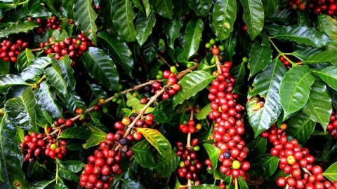 Giá cà phê hôm nay, 28/11: Cao nhất là 40.600 đồng/kg