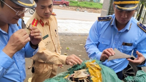 Phát hiện 30kg vây cá mập sấy khô không rõ nguồn gốc tại Quảng Ninh