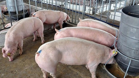 Giá heo hơi hôm nay 27/11: Giá heo hơi trung bình vẫn dưới ngưỡng 55.000 đồng/kg