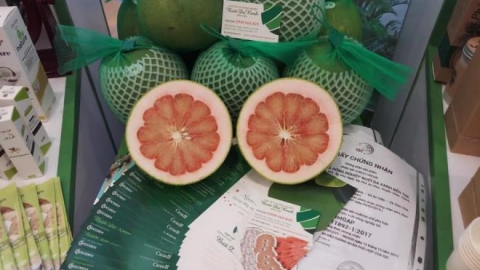 Hôm nay, Bến Tre xuất khẩu lô bưởi đầu tiên sang thị trường Hoa Kỳ