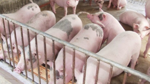 Giá heo hơi hôm nay 30/11: Dao động từ 51.000 - 56.000 đồng/kg