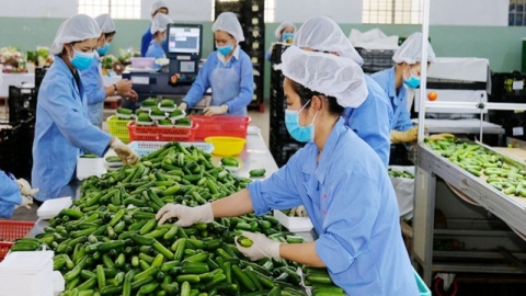 Tích cực sản xuất nông nghiệp những ngày đầu năm 2023