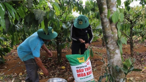 Vườn cà phê ba tầng sinh thái