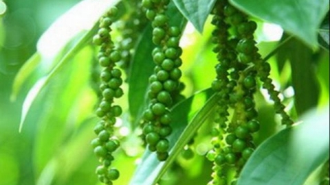 Giá tiêu hôm nay 24/03: Quanh mốc 64.000 – 66.500 đồng/kg