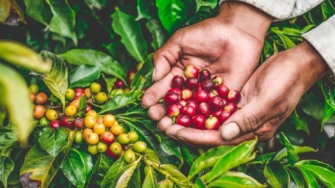 Giá cà phê hôm nay 22/9: Cà phê trong nước giảm 500 đồng/kg