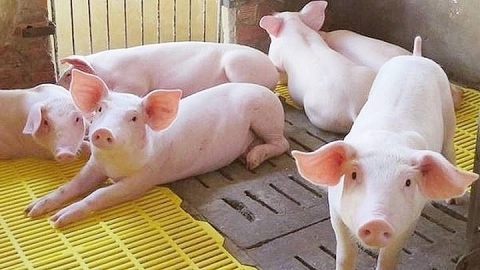 Giá heo hơi hôm nay 2/12: Giảm thêm từ 1.000 - 2.000 đồng/kg