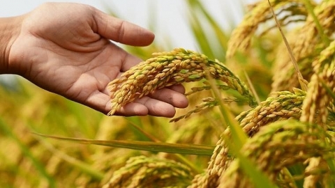 Giá lúa gạo hôm nay 3/12: Không có biến động, nguồn ít