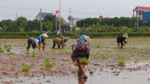 Nam Định: Bà con nông dân hối hả xuống đồng