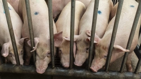 Giá thịt lợn lao dốc, Trung Quốc công bố các quy định mới nhằm kiểm soát chặt chẽ quy mô đàn lợn