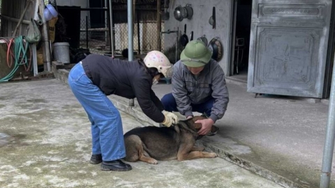 Quảng Ninh hoàn thành tiêm vắc xin phòng dại cho 80% chó, mèo trước ngày 30/03