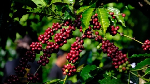 Giá cà phê hôm nay 27/4: Tăng mạnh đến 134.000 đồng/kg