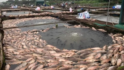 300 tấn cá nuôi lồng bè chết ở Hải Dương: Có ảnh hưởng nguồn nước?