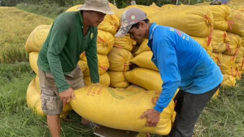 Giá lúa gạo hôm nay 13/4: Duy trì ổn định, nông dân bắt đầu bán lúa Hè Thu non