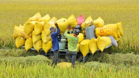 Giá lúa gạo hôm nay 14/4: Ổn định, tuần qua giá lúa gạo đồng loạt tăng