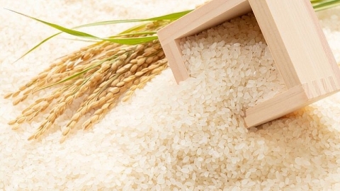 Giá lúa gạo hôm nay 16/4: Giá gạo giảm nhẹ