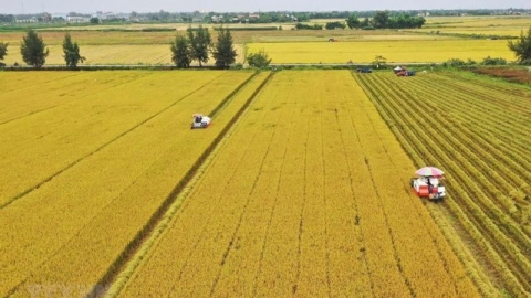 Đề xuất ngân sách Nhà nước hỗ trợ 2 triệu đồng/ha/năm với đất chuyên trồng lúa
