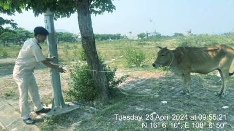 Quận Liên Chiểu: Lực lượng chức năng phường Hòa Hiệp Nam ra quân bắt giữ bò thả rong