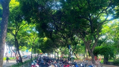 TP. Hồ Chí Minh đặt chỉ tiêu trồng mới và cải tạo 12.000 cây xanh trong giai đoạn 2024-2025