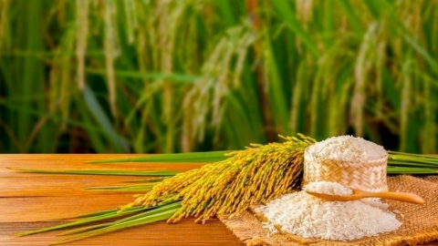 Giá lúa gạo hôm nay 25/4: Giá gạo giảm 200 đồng