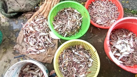 Khuyến cáo người dân không ăn, không bán cá chết bất thường trên sông Đáy