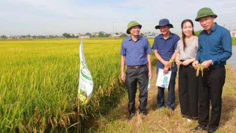 Nông dân Nam Định thắng lợi vụ lúa xuân nhờ sử dụng phân bón lá hữu cơ PAN