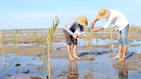 Thu hút đầu tư vào lĩnh vực lâm nghiệp