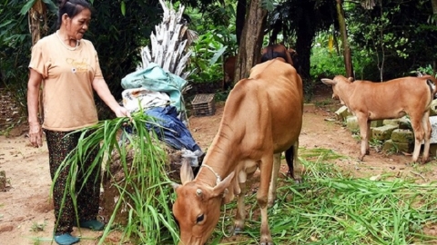 Đẩy mạnh giải ngân nguồn vốn Chương trình MTQG giảm nghèo bền vững