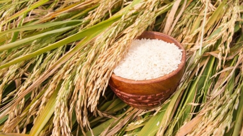 Giá lúa gạo hôm nay 21/7: Tiếp tục đi ngang