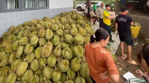 Giá sầu riêng neo ở mức cao, người dân Tây Nguyên phấn khởi thu hoạch 'trái cây tỷ đô'