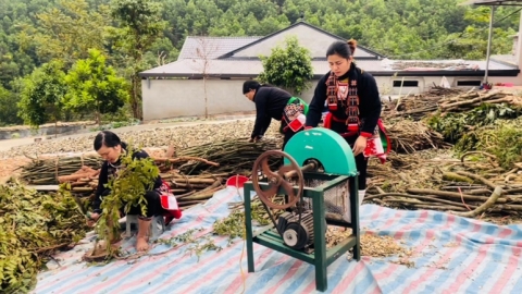 Thảo dược người Dao Triệu Minh - Sự kết hợp hoàn hảo giữa truyền thống và hiện đại