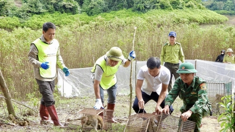 Hà Tĩnh: Tái thả 36 cá thể động vật hoang dã về môi trường tự nhiên