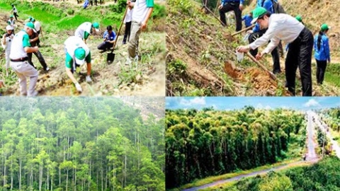 Quy hoạch lâm nghiệp quốc gia: Xây dựng 1 trung tâm giao dịch sản phẩm gỗ quốc tế