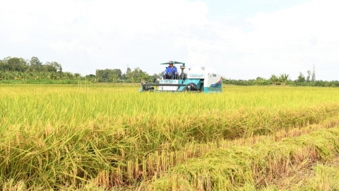 Tin vui: Trồng lúa theo mô hình thí điểm 1 triệu ha, nông dân thu lợi gần 50 triệu/ha