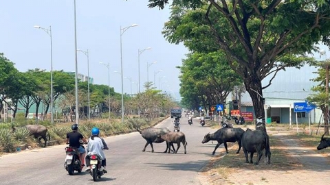 Đà Nẵng: “Thực trạng trâu, bò thả rong và những giải pháp xử lý trong thời gian đến”