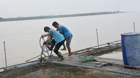 Bắc Ninh: Khôi phục chăn nuôi, thủy sản sau mưa bão