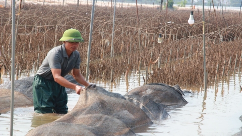 Sau mưa lũ, làng hoa lớn nhất Nam Định tan hoang, thiệt hại hàng trăm tỷ đồng