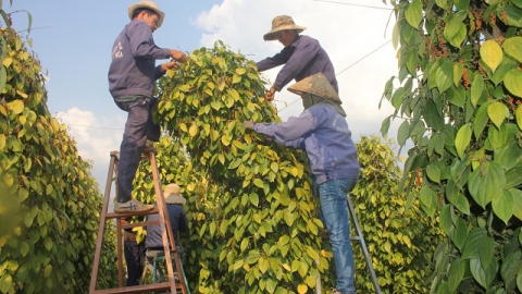 Giá tiêu hôm nay 18/9: Cao nhất 155.000 đồng/kg