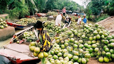 Bến Tre: 9 tháng năm 2024, kim ngạch xuất khẩu ước đạt trên 1,2 tỷ USD