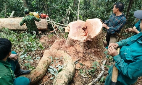 Năm đối tượng khai thác gỗ rừng tự nhiên trái pháp luật tại Thanh Hóa sa lưới