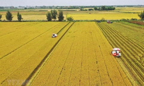 Đề xuất ngân sách Nhà nước hỗ trợ 2 triệu đồng/ha/năm với đất chuyên trồng lúa
