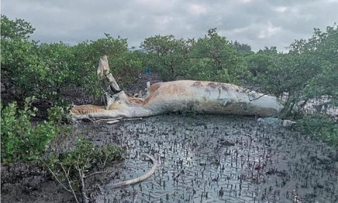 Xác cá voi nặng khoảng 10 tấn trôi dạt vào vùng biển Cô Tô