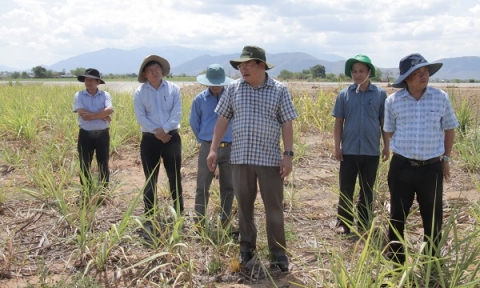 Ninh Thuận: Hạn nặng tại Ninh Sơn ảnh hưởng đến 500 ha cây trồng