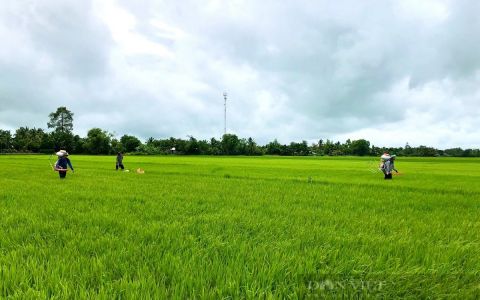 Hợp tác xã Khiết Tâm: Liên kết sản xuất, nâng tầm giá trị hạt gạo Việt