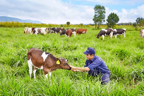 Vinamilk đạt Chứng nhận trang trại bò sữa Organic đầu tiên tại Việt Nam