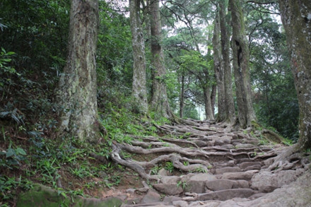 Yêu cầu xem xét chủ trương đầu tư DA bảo tồn cây xích tùng cổ tại Yên Tử