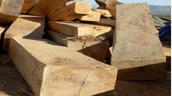 Kon Tum: Phát hiện số lượng lớn gỗ quý không chủ