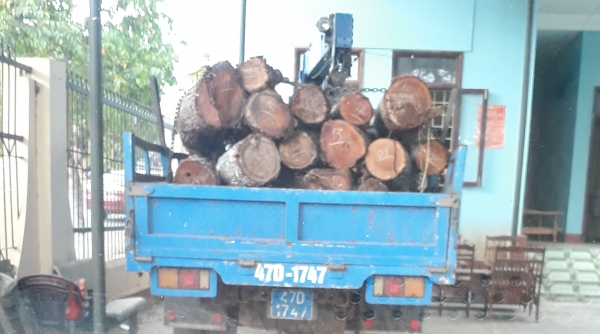 Đắk Lắk: Bắt giữ 3,4 m3 gỗ vô chủ